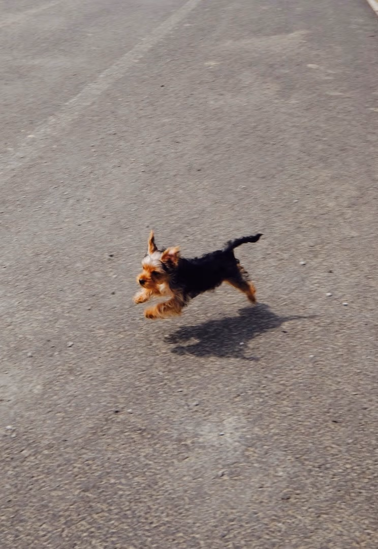 Tubu as a puppy, mid run, all four paws off the ground
